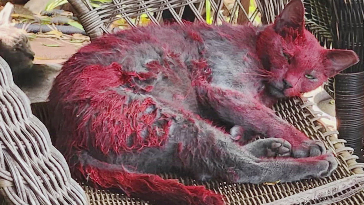 usa-red-cat