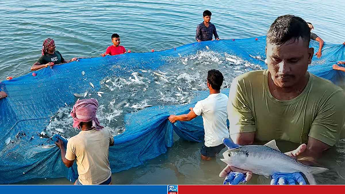 HILSA-FISH