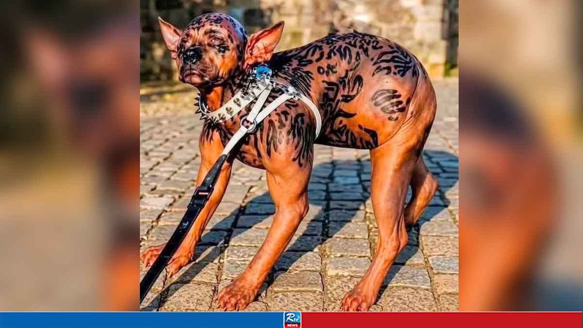 DOG