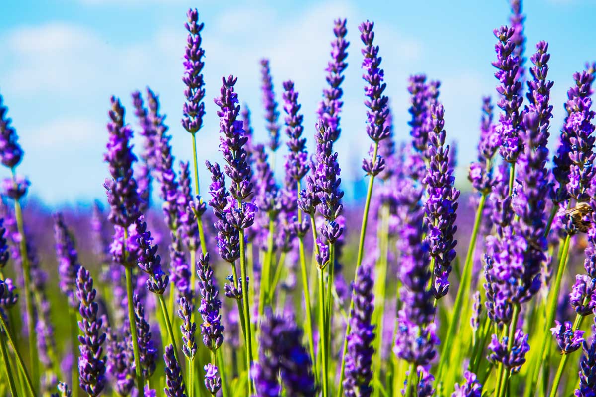 How-to-Grow-Lavender-from-Cuttings-Featured How-to-Grow-Lavender-from-Cuttings-Featured
