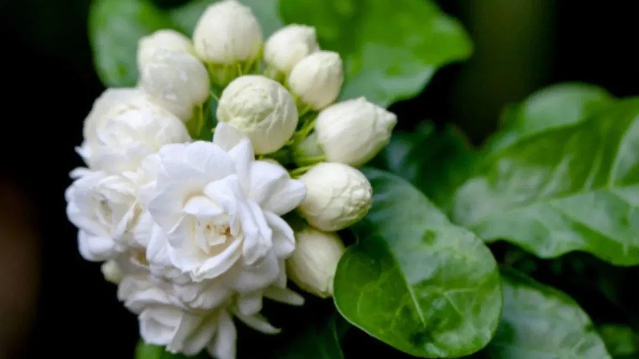 Jasmine-flower Jasmine-flower
