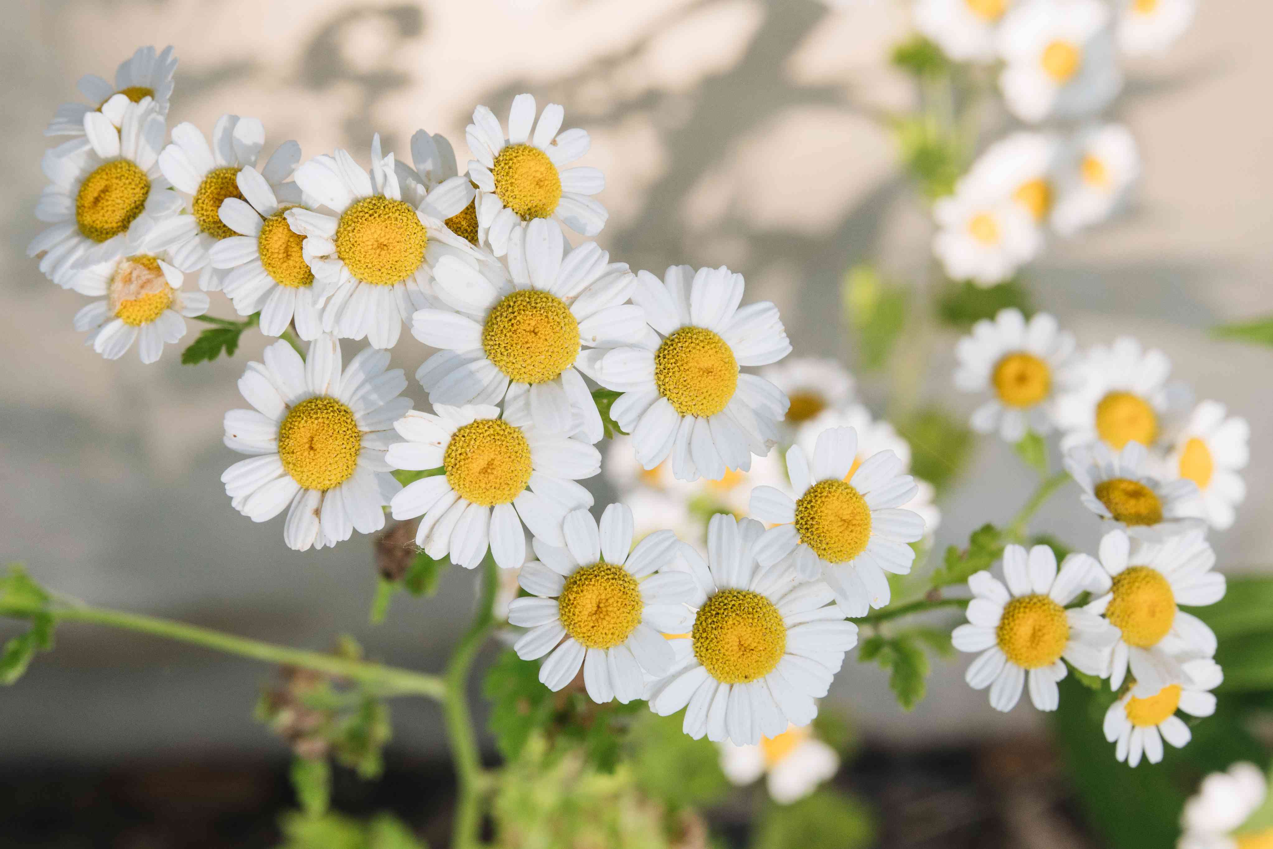 how-to-grow-chamomile how-to-grow-chamomile