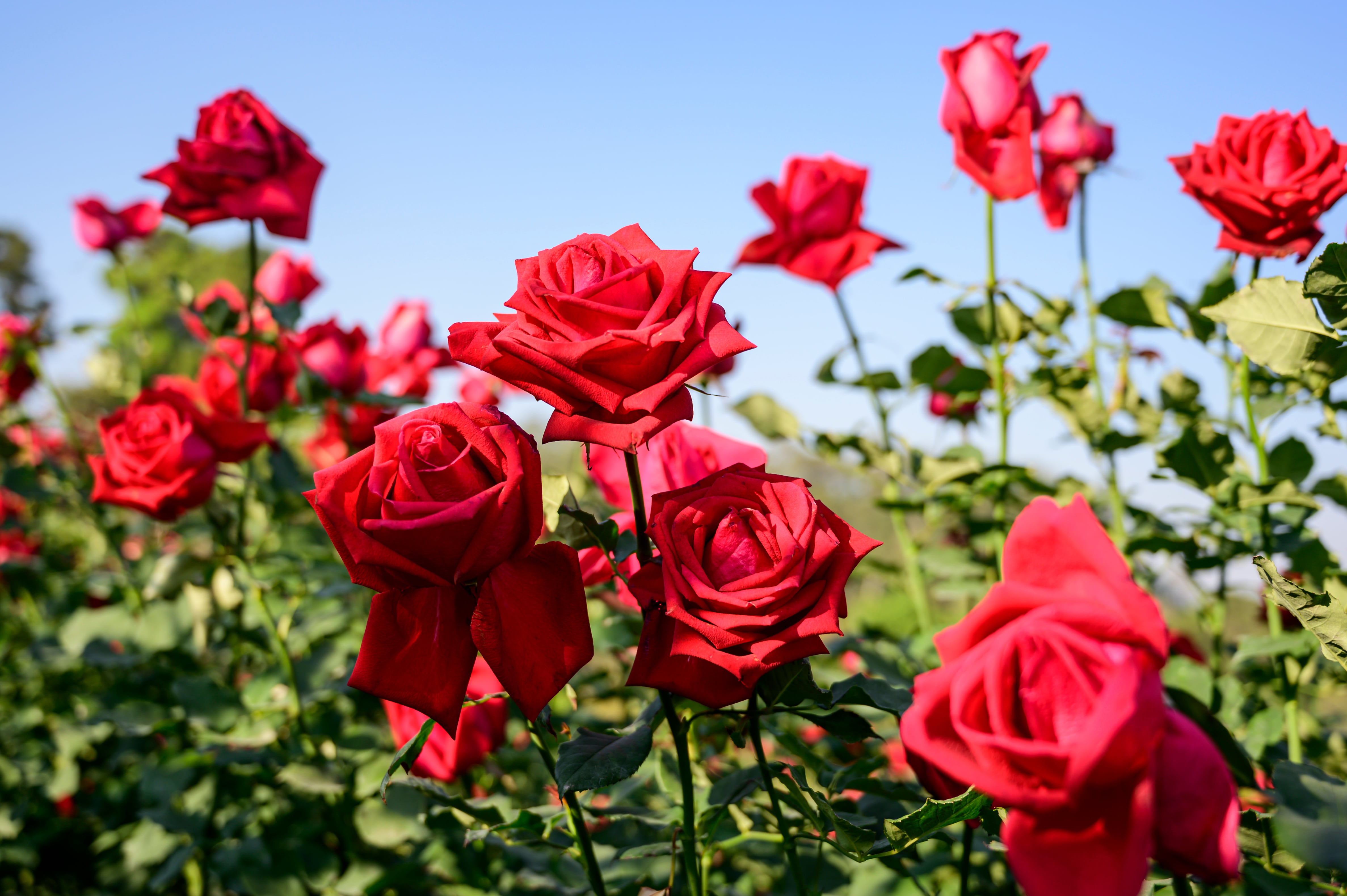 rose rose