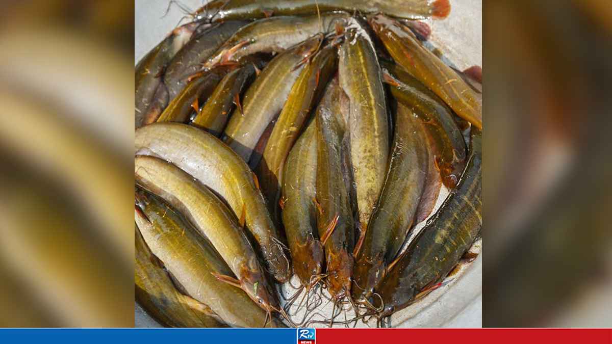shing-fish