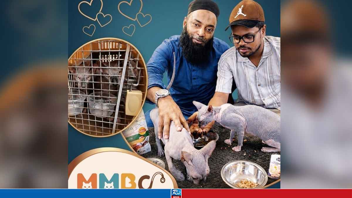 বিড়ালপ্রেমীদের জন্য চমক, রাশিয়া থেকে স্ফিংক্স ও ব্রিটিশ শর্টহেয়ার আনল এমএমবিসি