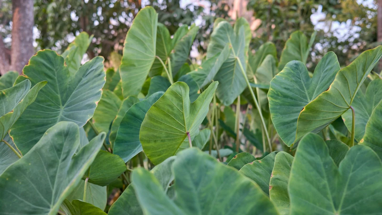 Taro_greens