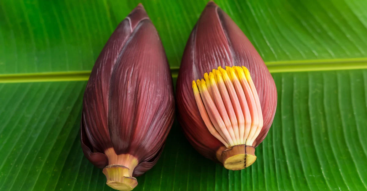 মোচা