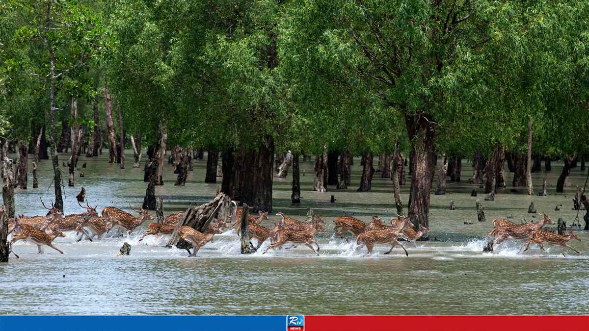 Sundarbans Reopens to Tourists and Fishermen after 3-Month Breeding Ban
